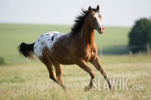 Appaloosa-TT-Mighty-Star-06