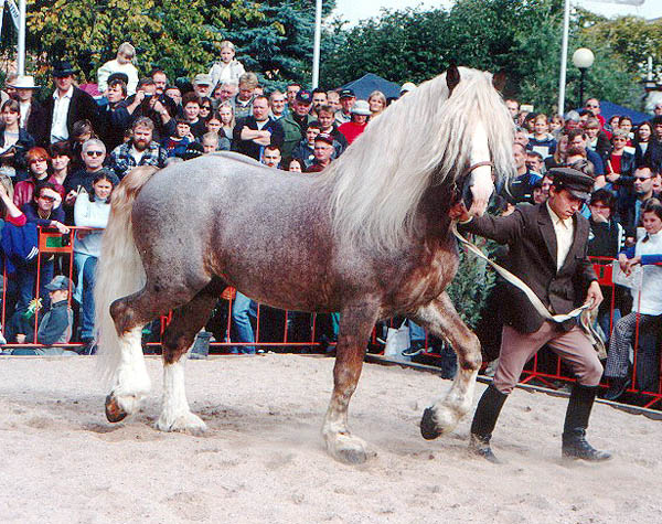 ceskomoravsky belgicky kun