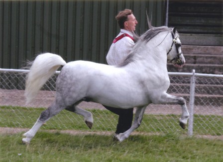 Welsh Partbred