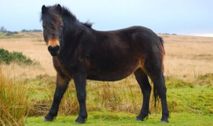 exmoor-pony-4.jpg