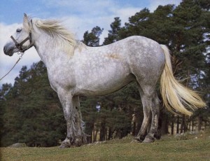 highlandsky-pony.jpg