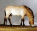 equus przewalskii
